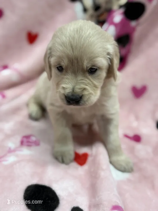 Isabella – Golden Retriever, English Cream Golden Retriever puppy on hold in Port Crane, NY