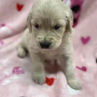 Isabella, a female Golden Retriever and English Cream Golden Retriever for sale in Port Crane, NY – Photo 1 of 7