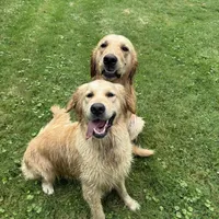 Isabella, a female Golden Retriever and English Cream Golden Retriever for sale in Port Crane, NY – Photo 7 of 7