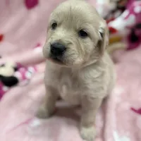 Isabella, a female Golden Retriever and English Cream Golden Retriever for sale in Port Crane, NY – Photo 2 of 7