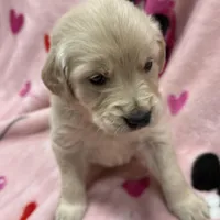 Isabella, a female Golden Retriever and English Cream Golden Retriever for sale in Port Crane, NY – Photo 3 of 7
