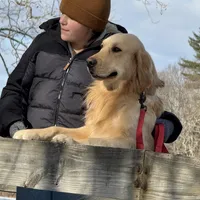 Isabella, a female Golden Retriever and English Cream Golden Retriever for sale in Port Crane, NY – Photo 6 of 7