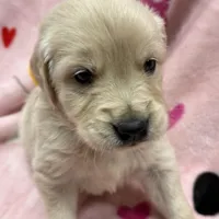 Isabella, a female Golden Retriever and English Cream Golden Retriever for sale in Port Crane, NY – Photo 4 of 7