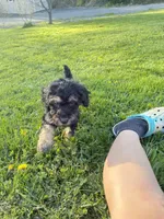 Big boy , a male Poodle - Miniature  for sale in Port Crane, NY – 3 of 4