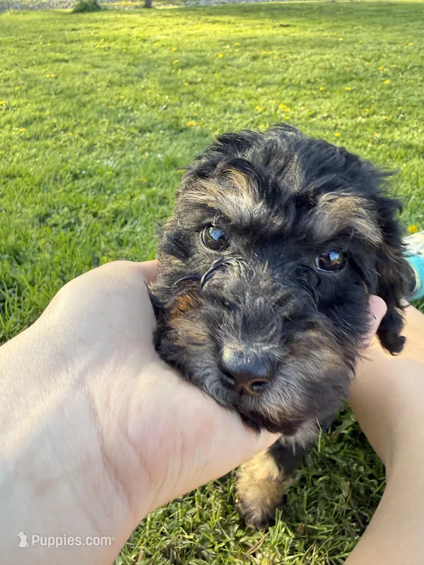 Big boy  – Poodle - Miniature  puppy for sale in Port Crane, NY