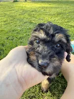 Big boy , a male Poodle - Miniature  for sale in Port Crane, NY – 1 of 4