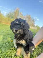 Big boy , a male Poodle - Miniature  for sale in Port Crane, NY – 2 of 4