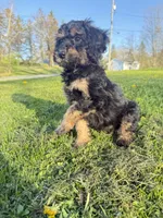 Big boy , a male Poodle - Miniature  for sale in Port Crane, NY – 4 of 4
