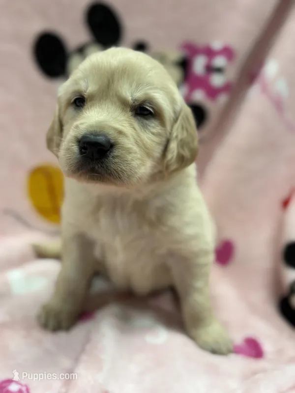Alyssa – Golden Retriever, English Cream Golden Retriever puppy for sale in Port Crane, NY