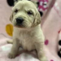 Alyssa, a female Golden Retriever and English Cream Golden Retriever for sale in Port Crane, NY – Photo 1 of 10