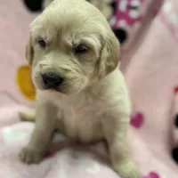 Alyssa, a female Golden Retriever and English Cream Golden Retriever for sale in Port Crane, NY – Photo 2 of 10