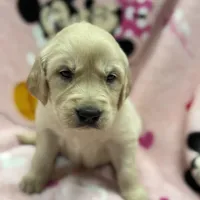 Alyssa, a female Golden Retriever and English Cream Golden Retriever for sale in Port Crane, NY – Photo 3 of 10