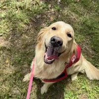 Alyssa, a female Golden Retriever and English Cream Golden Retriever for sale in Port Crane, NY – Photo 10 of 10