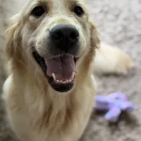 Alyssa, a female Golden Retriever and English Cream Golden Retriever for sale in Port Crane, NY – Photo 6 of 10