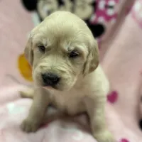 Alyssa, a female Golden Retriever and English Cream Golden Retriever for sale in Port Crane, NY – Photo 4 of 10