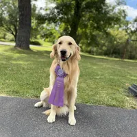 Alyssa, a female Golden Retriever and English Cream Golden Retriever for sale in Port Crane, NY – Photo 8 of 10