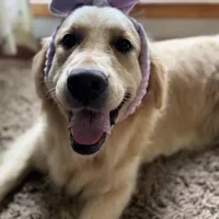 Alyssa, a female Golden Retriever and English Cream Golden Retriever for sale in Port Crane, NY – Photo 7 of 10