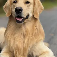 Alyssa, a female Golden Retriever and English Cream Golden Retriever for sale in Port Crane, NY – Photo 9 of 10