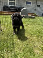 Yoshi, a male Poodle - Miniature  for sale in Port Crane, NY – 9 of 9