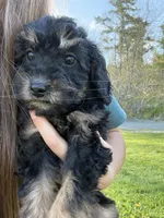 Midnight , a female Poodle - Miniature  for sale in Port Crane, NY – 3 of 3