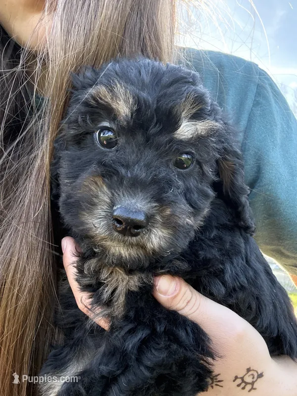 Midnight  – Poodle - Miniature  puppy for sale in Port Crane, NY
