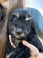 Midnight , a female Poodle - Miniature  for sale in Port Crane, NY – 1 of 3