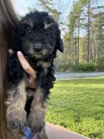 Midnight , a female Poodle - Miniature  for sale in Port Crane, NY – 2 of 3