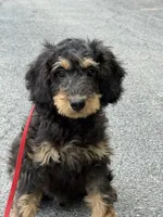 Fred , a male Poodle - Miniature  for sale in Port Crane, NY – 1 of 5