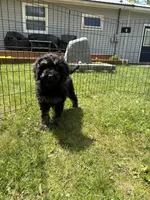 Yoshi, a male Poodle - Miniature  for sale in Port Crane, NY – 5 of 9