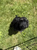 Yoshi, a male Poodle - Miniature  for sale in Port Crane, NY – 2 of 9