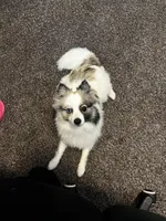 Luna , a female Pomeranian for sale in Michigan Center, MI – Photo 3 of 5