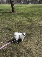 Luna , a female Pomeranian for sale in Michigan Center, MI – Photo 5 of 5