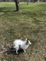 Luna , a female Pomeranian for sale in Michigan Center, MI – Photo 4 of 5