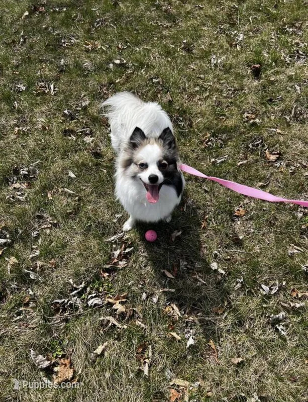 Luna  – Pomeranian puppy for sale in Michigan Center, MI