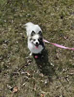 Luna , a female Pomeranian for sale in Michigan Center, MI – Photo 1 of 5