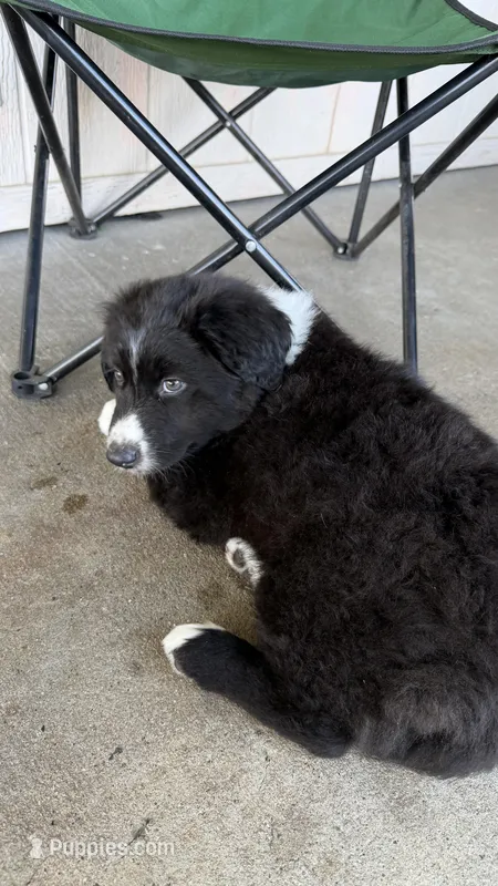 Bear – Australian Shepherd puppy for sale in Escondido, CA