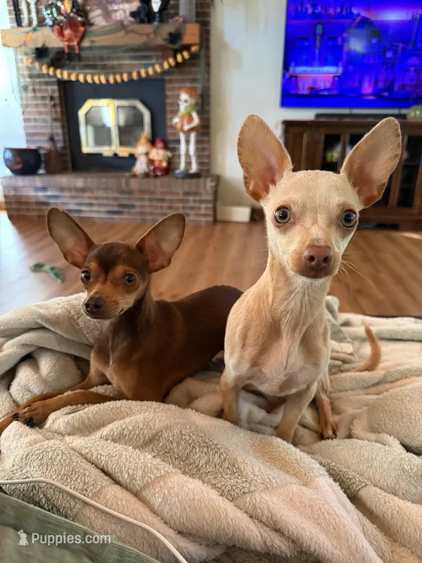 Pearl and Ziggy – Chihuahua puppy for sale in Marengo, IL