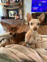 Pearl and Ziggy, a  Chihuahua for sale in Marengo, IL – 1 of 8