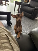 Pearl and Ziggy, a  Chihuahua for sale in Marengo, IL – 2 of 8