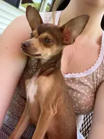 Pearl and Ziggy, a  Chihuahua for sale in Marengo, IL – 3 of 8