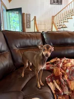 Pearl and Ziggy, a  Chihuahua for sale in Marengo, IL – 6 of 8