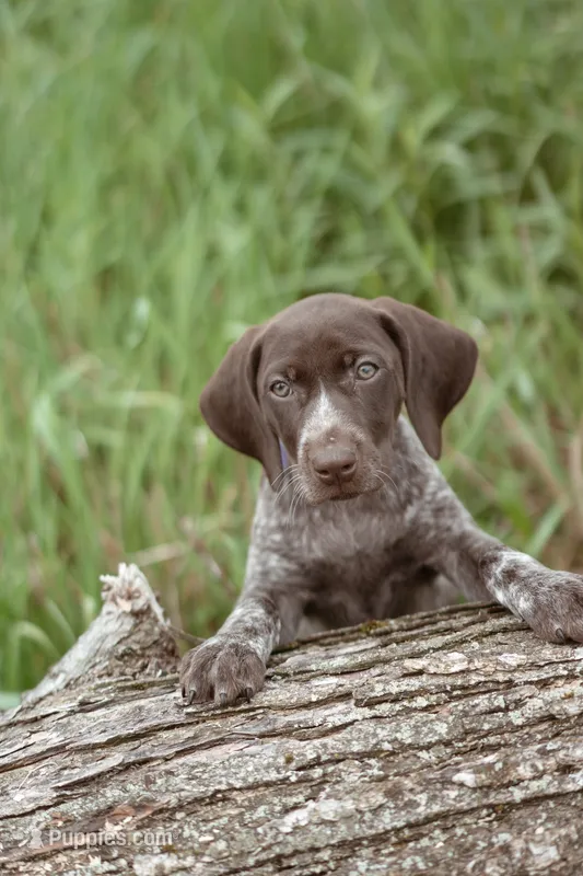 Purple Collar – German Shorthaired Pointer puppy for sale in Tully, NY