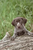Purple Collar, a female German Shorthaired Pointer for sale in Tully, NY – 1 of 7
