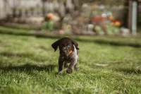 Orange Collar, a male German Shorthaired Pointer for sale in Tully, NY – 4 of 6