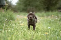 Green Collar, a male German Shorthaired Pointer for sale in Tully, NY – 5 of 7