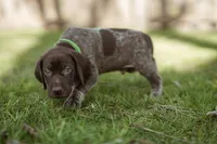 Green Collar, a male German Shorthaired Pointer for sale in Tully, NY – 4 of 7
