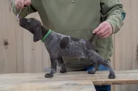 Green Collar, a male German Shorthaired Pointer for sale in Tully, NY – 7 of 7