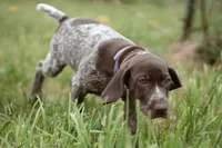 Purple Collar, a female German Shorthaired Pointer for sale in Tully, NY – 5 of 7