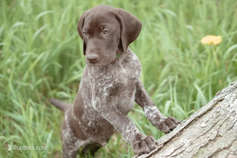 Green Collar – German Shorthaired Pointer puppy for sale in Tully, NY