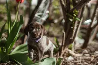 Purple Collar, a female German Shorthaired Pointer for sale in Tully, NY – 4 of 7